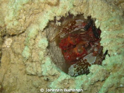 This Photo was taken in Bengalon Reef, Jan 2011 , but whe... by Johanan Burhanan 